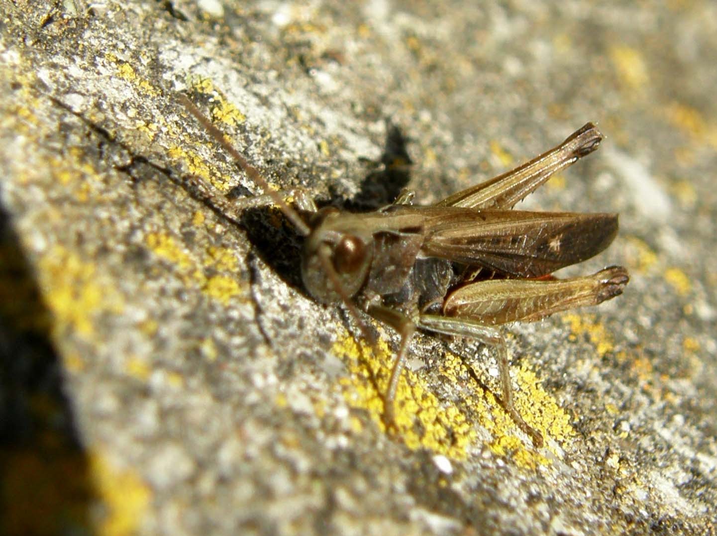 Piccola cavalletta verde da identificare