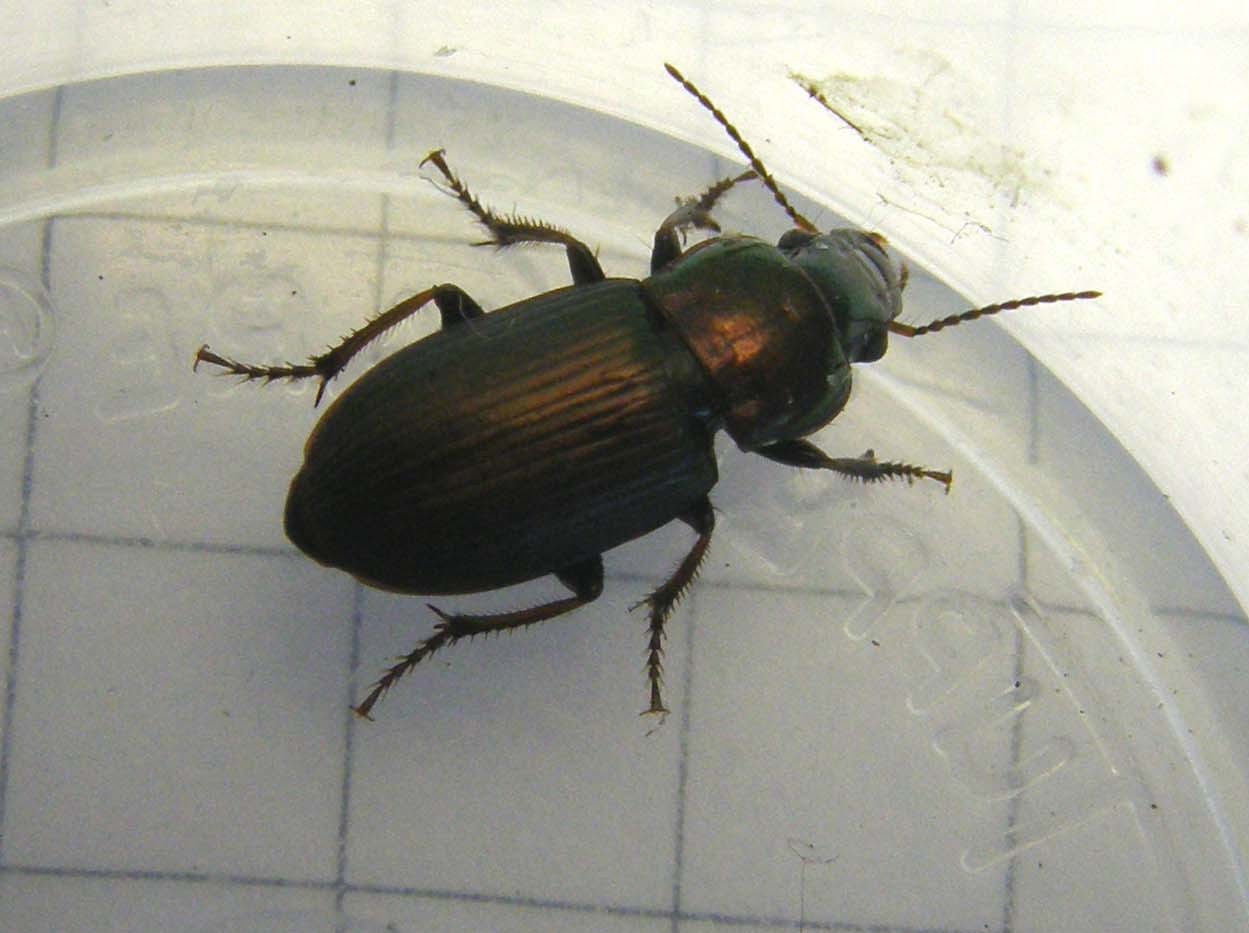 Piccolo carabidae da identificare: Harpalus distinguendus