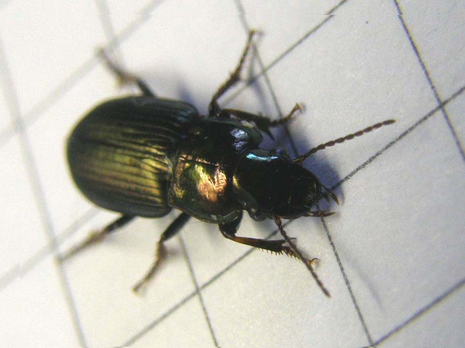 Piccolo carabidae da identificare: Harpalus distinguendus