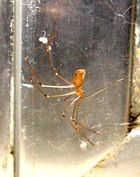 Steatoda triangulosa ?  S, maschio e femmina - Milano