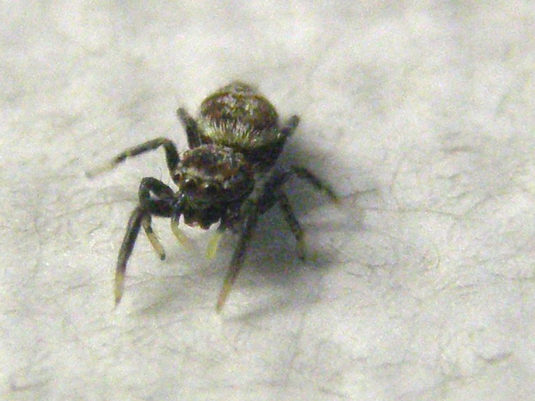 Salticidae da identificare