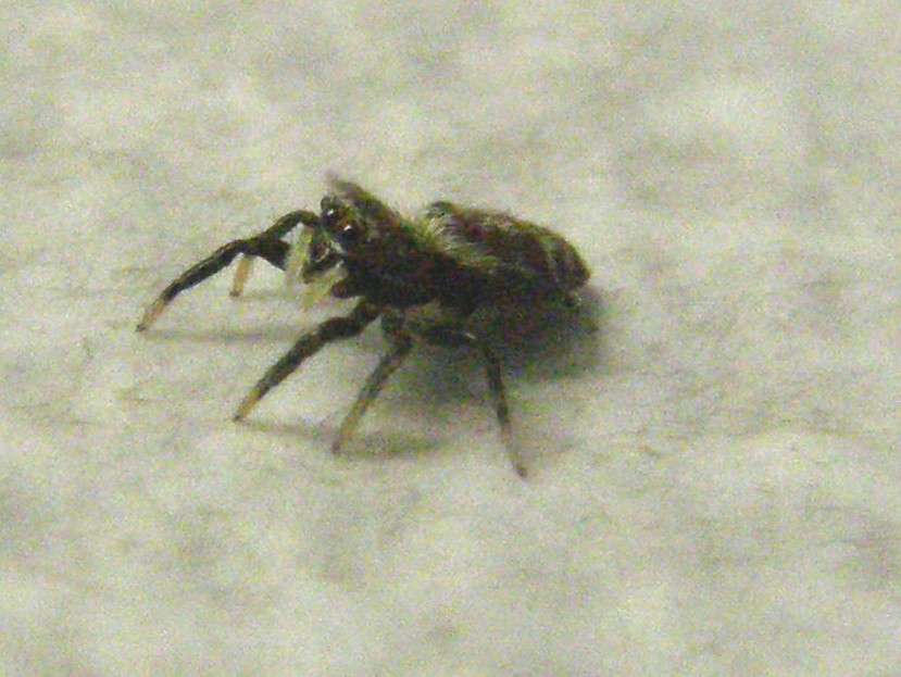 Salticidae da identificare