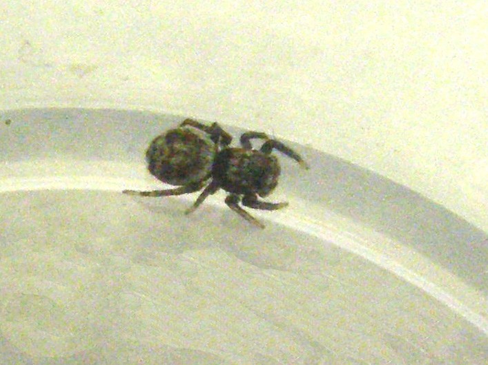 Salticidae da identificare