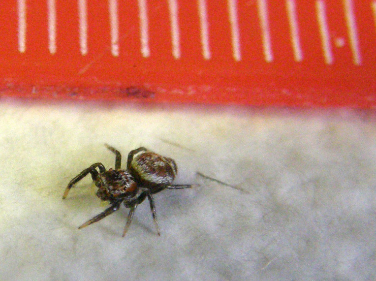 Salticidae da identificare