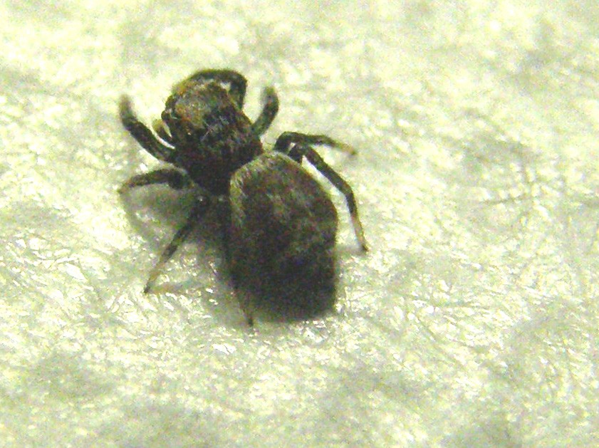 Salticidae da identificare