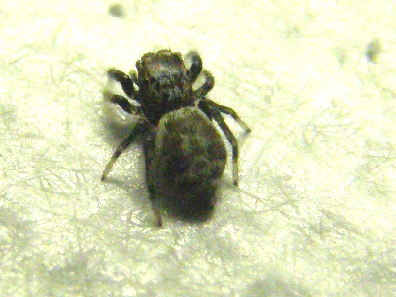 Salticidae da identificare