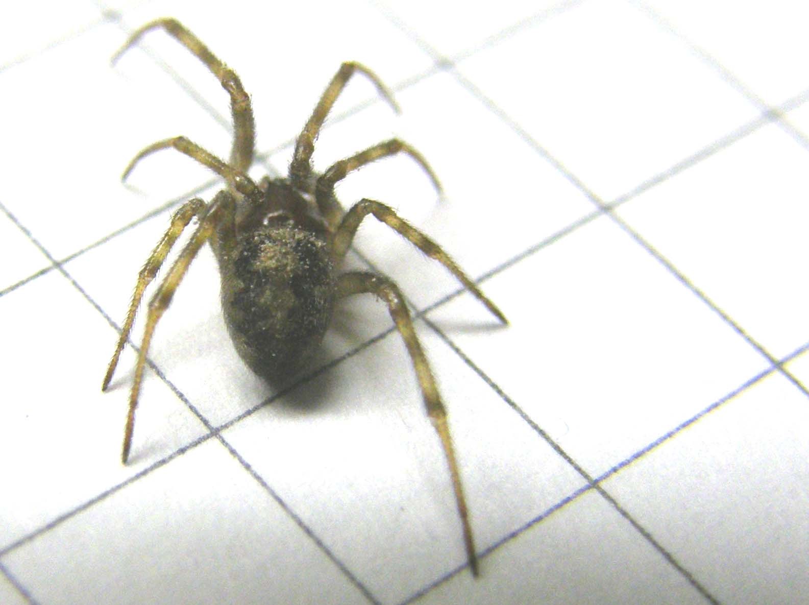 Ancora una...Steatoda triangulosa.