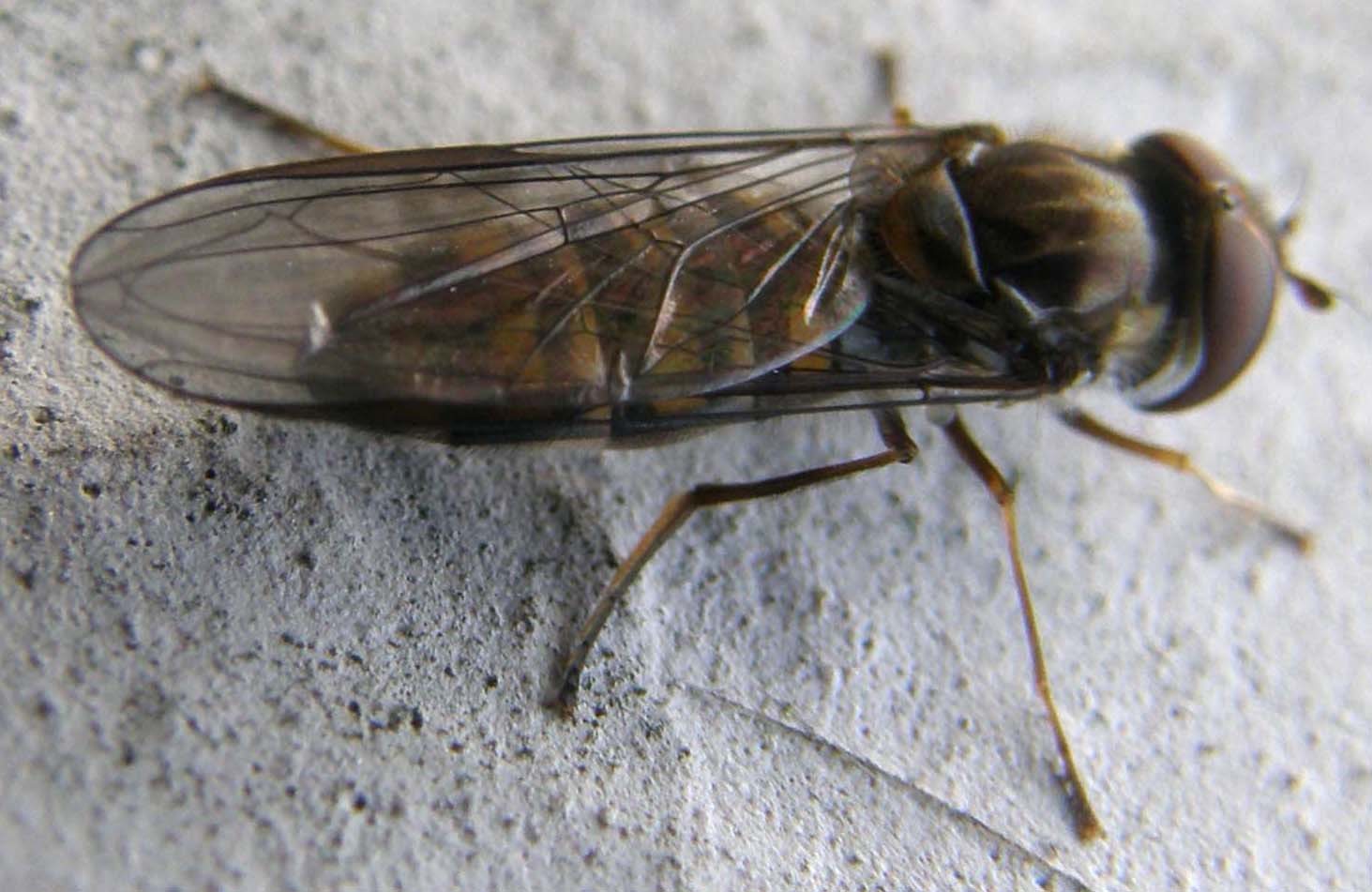 Melanostoma scalare? No Episyrphus balteatus