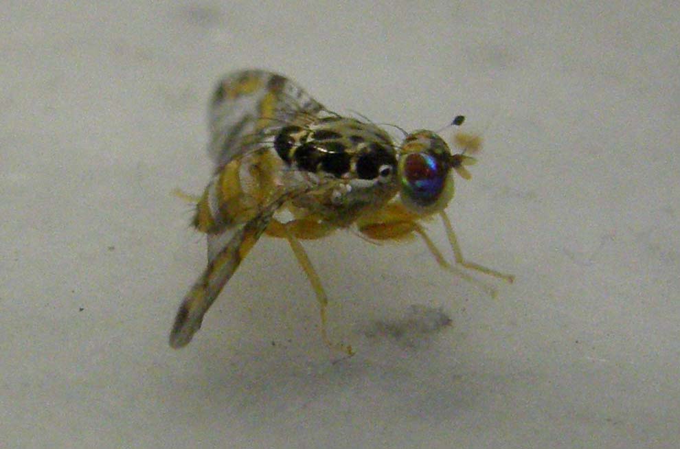 Piccolo dalle ali maculate:   Ceratitis capitata (Tephritidae)