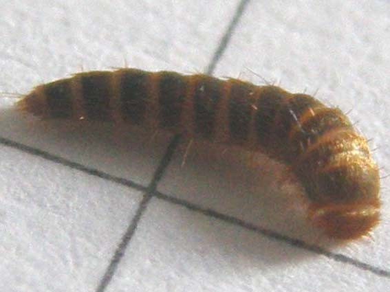 Larva da identificare