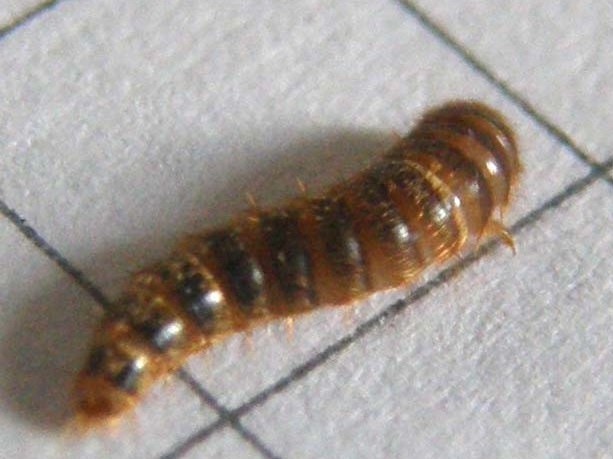 Larva da identificare