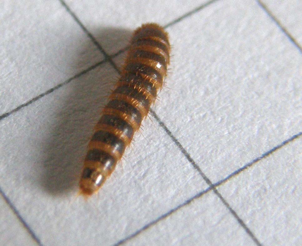 Larva da identificare