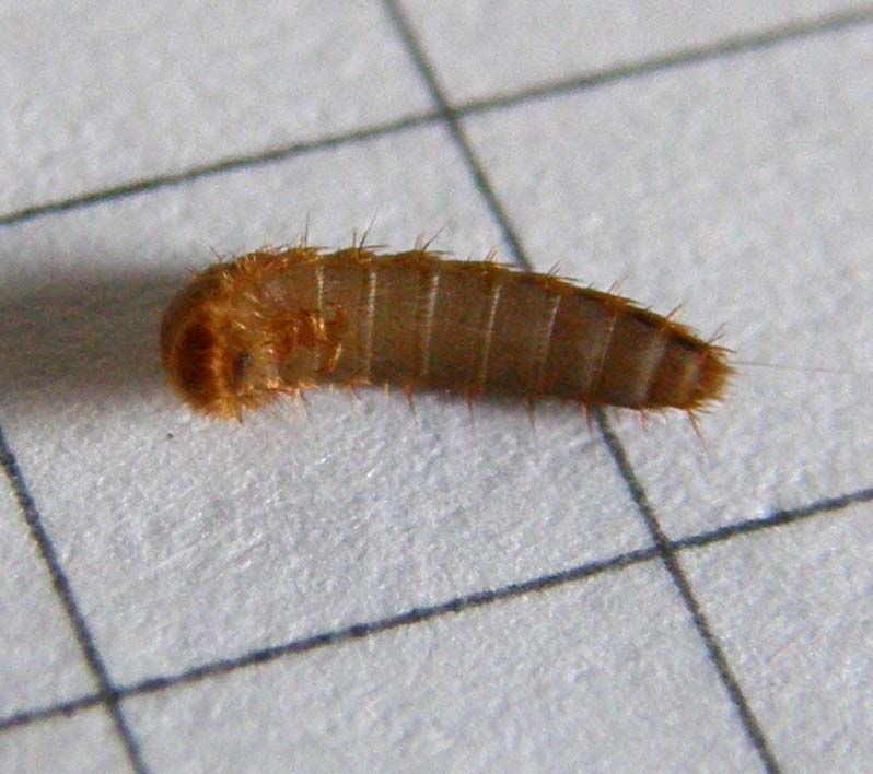 Larva da identificare