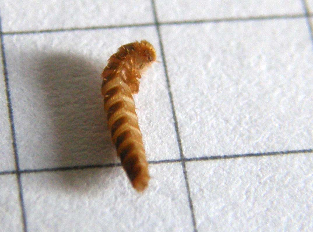 Larva da identificare