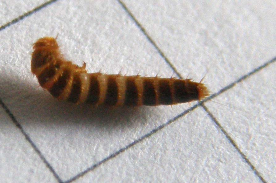 Larva da identificare