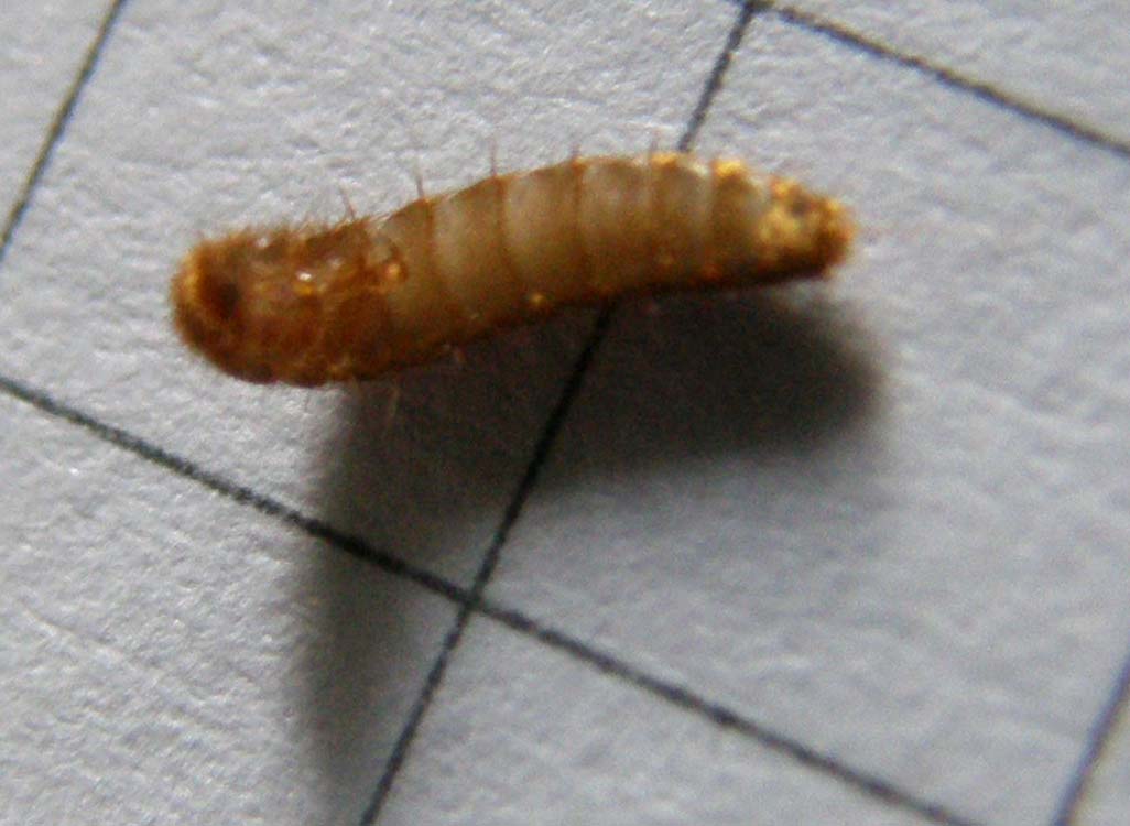 Larva da identificare