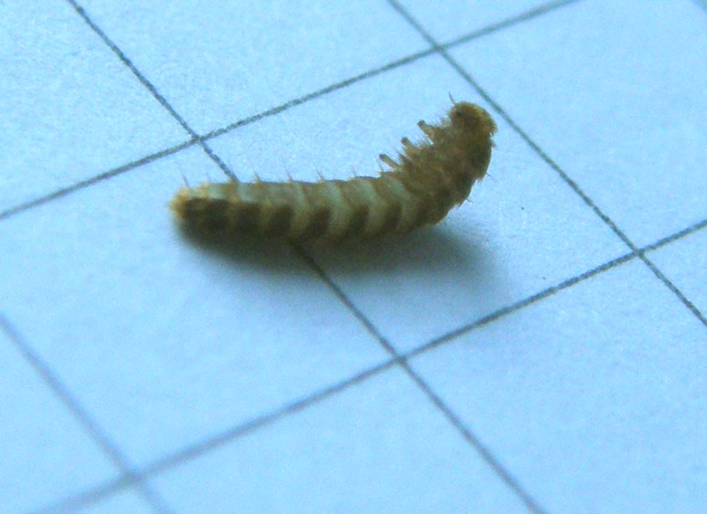 Larva da identificare