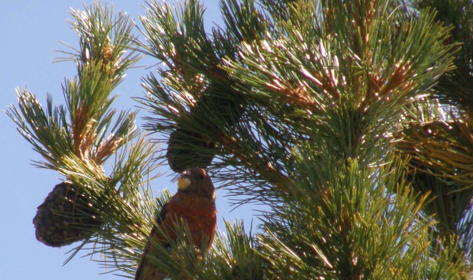 Conifera da individuare - Pinus cembra