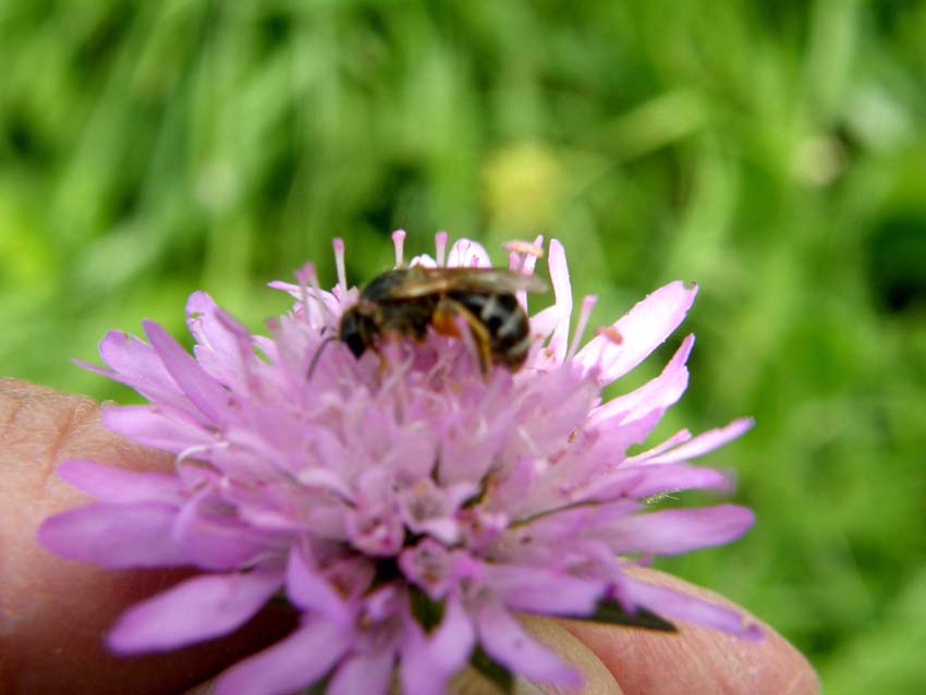 Lasioglossum sp.