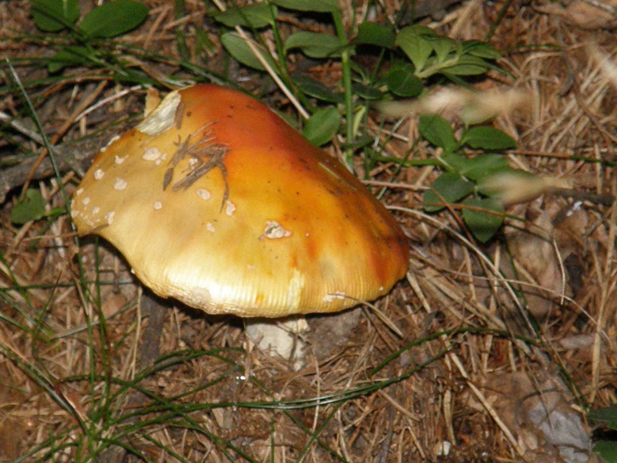 Bellissimo cappello giallo-arancio-rosso