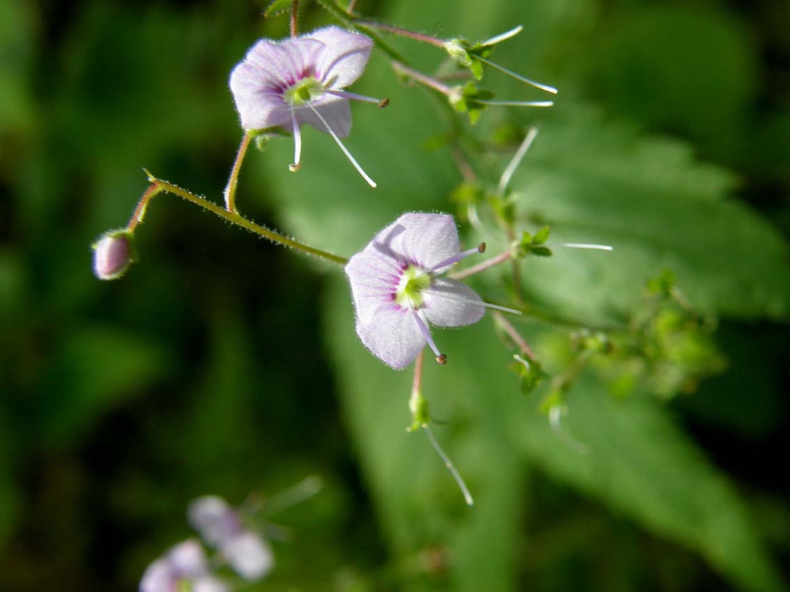 Veronica urticifolia