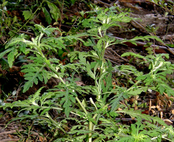 Ambrosia artemisiifolia (Asteraceae)