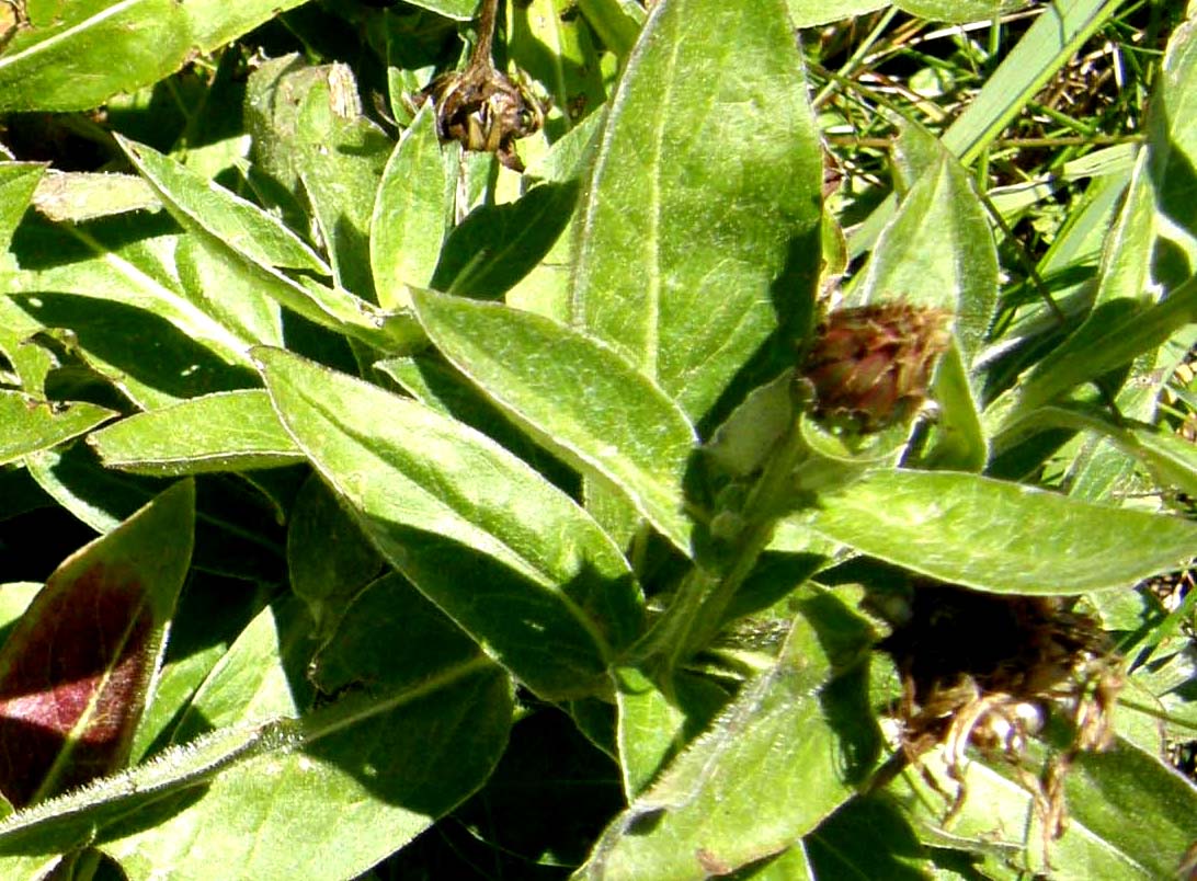 Asteracea alpina - Cyanus triumfetti