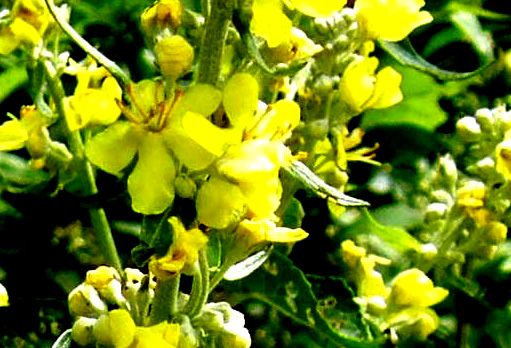 Verbascum cfr. lychnitis (Lamiales - Scrophulariaceae)