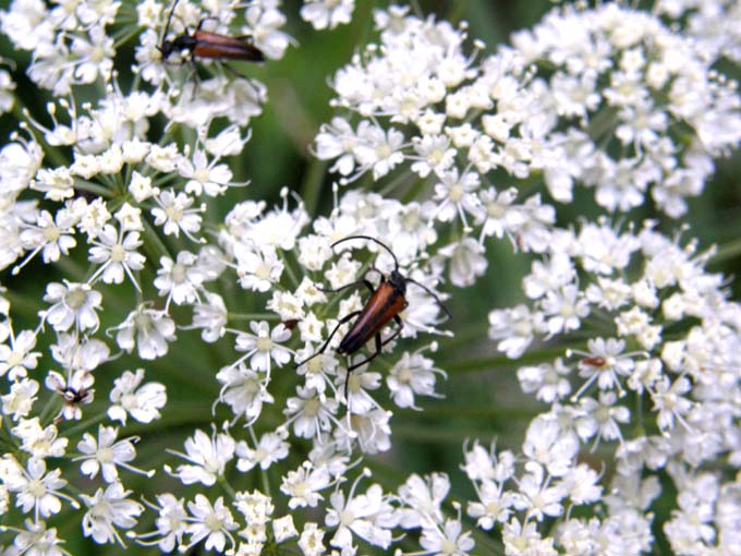 Cerambicidi altoatesini:Gaurotes virginea e Stenurella nigra