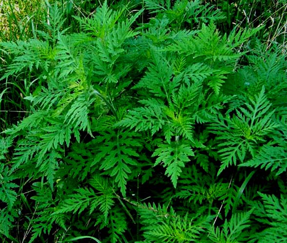 Ambrosia artemisiifolia (Asteraceae)