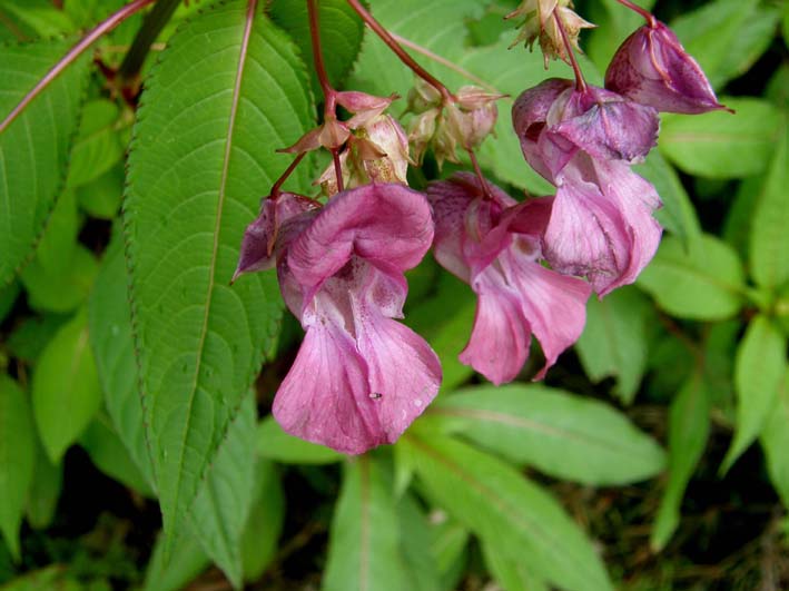 Ancora Impatiens? si, Impatiens glandulifera