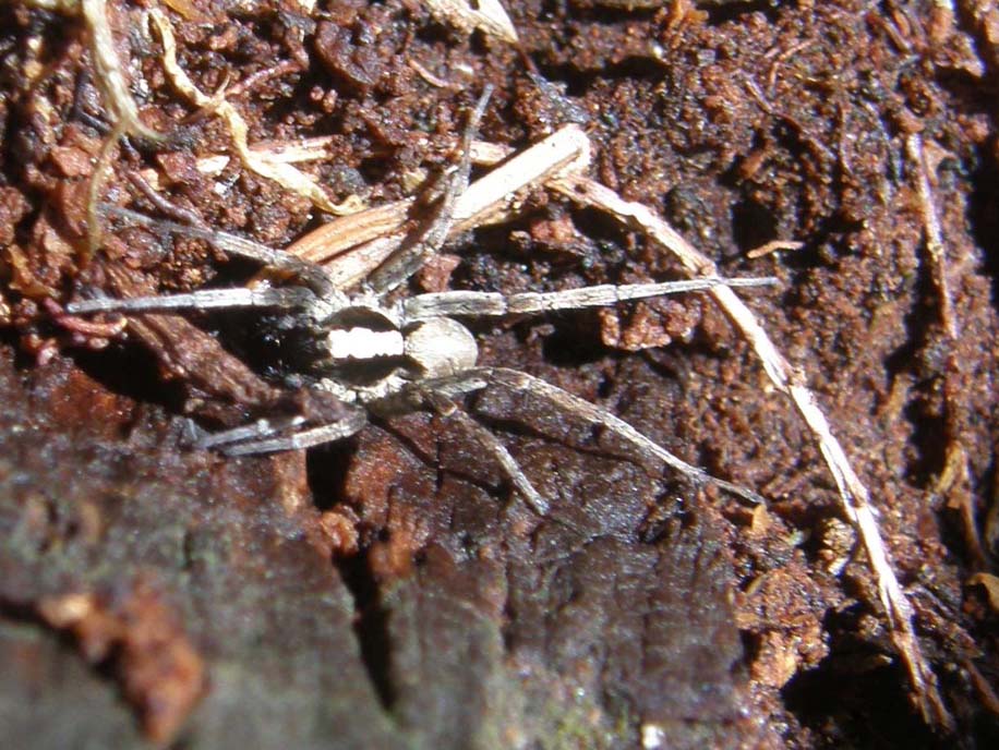 Xerolycosa sp.