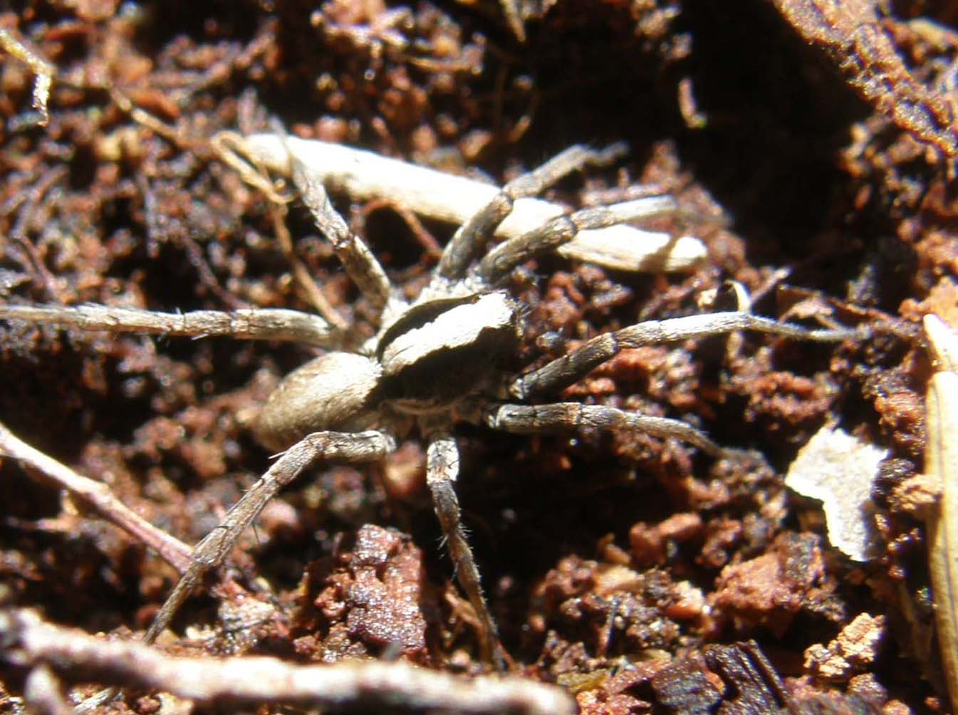 Xerolycosa sp.