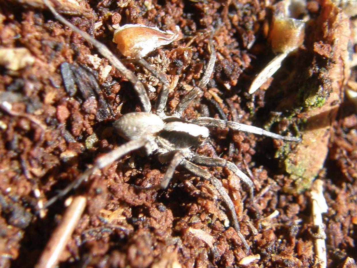 Xerolycosa sp.