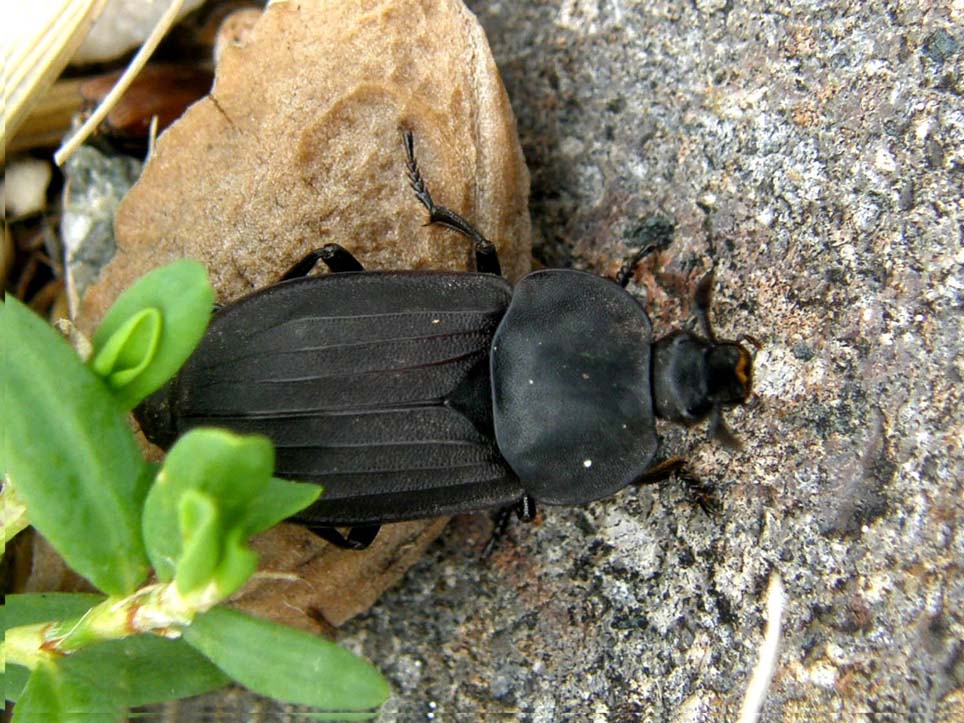 Un altro Silphidae: Silpha tristis