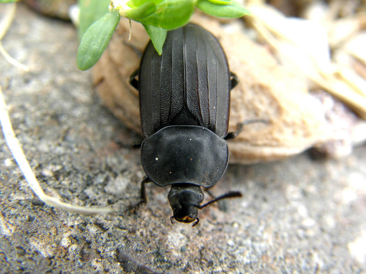 Un altro Silphidae: Silpha tristis