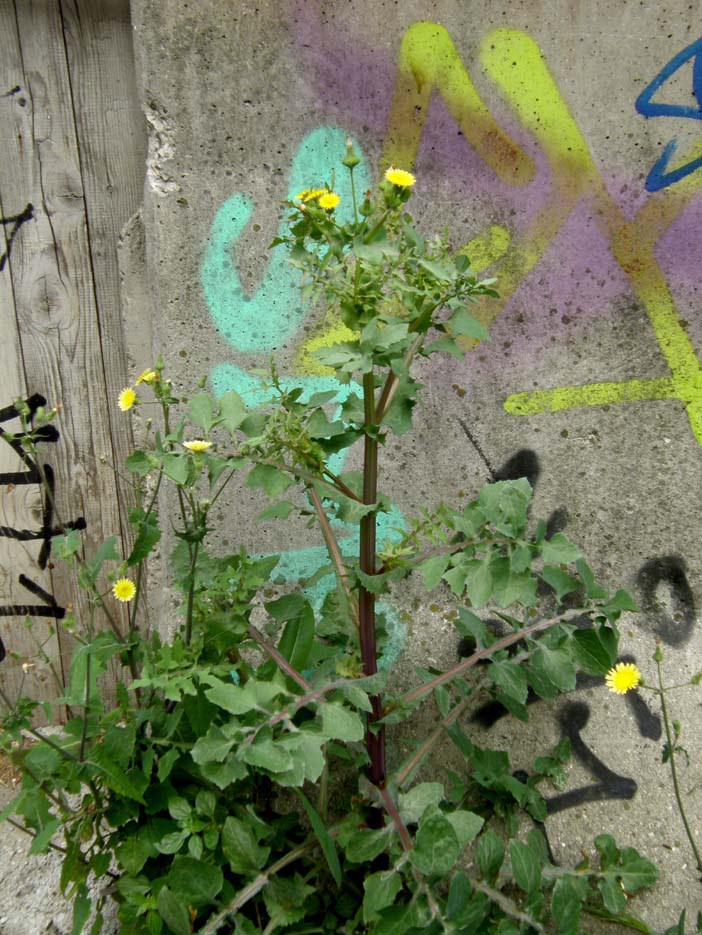 Sonchus oleraceus (con in mezzo acheni di S. asper)