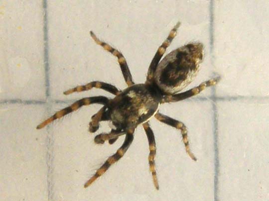 Salticus sp.