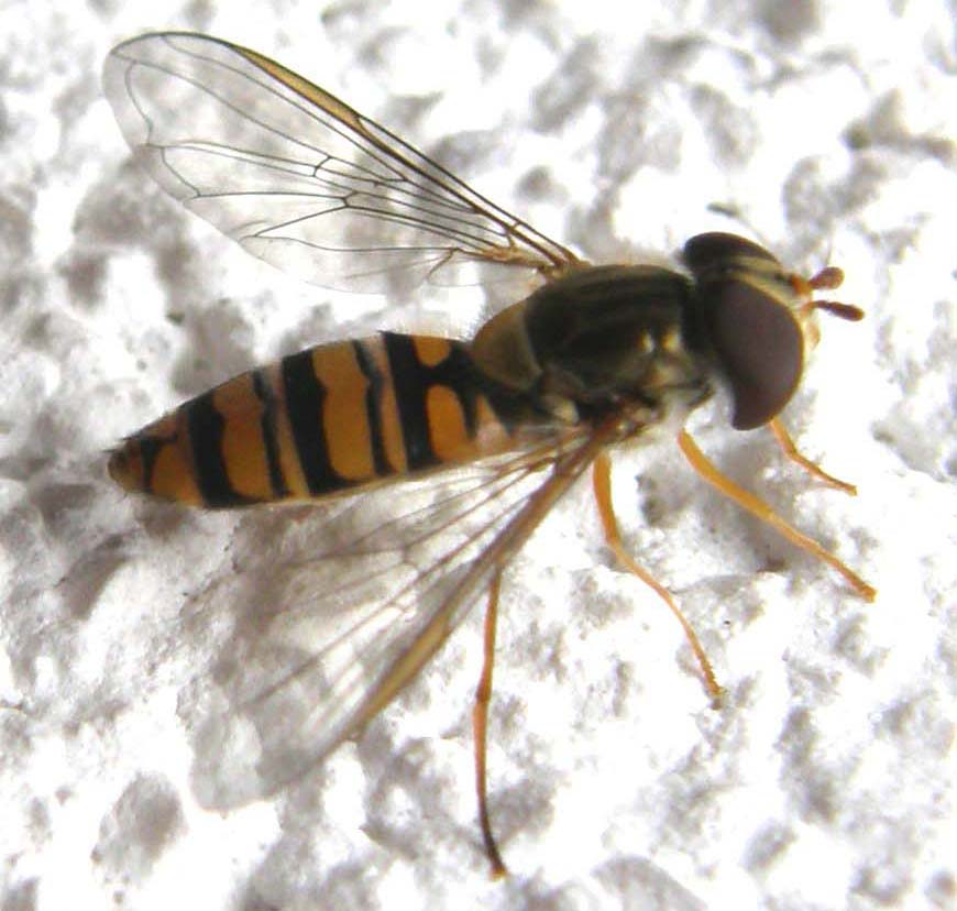 Episyrphus balteatus (Syrphidae)