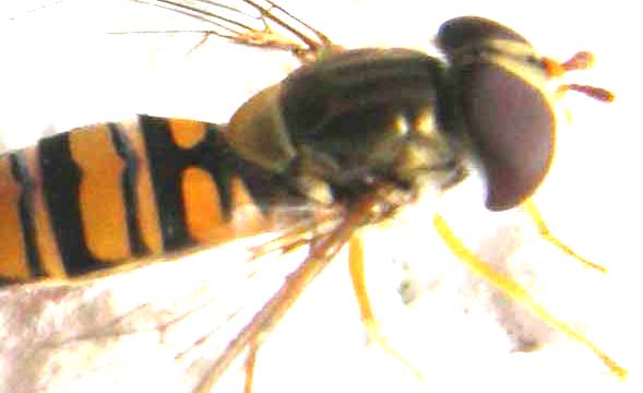 Episyrphus balteatus (Syrphidae)