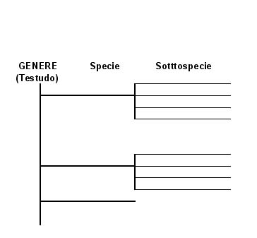 Testuggine 2 da identificare