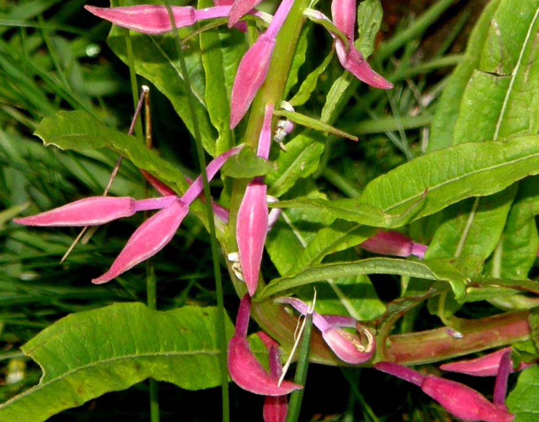 Chamaenerion angustifolium (ex Epilobium angustifolium)