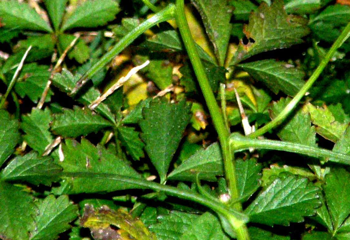 Fiore giallo tra le rocce - Senecio inaequidens