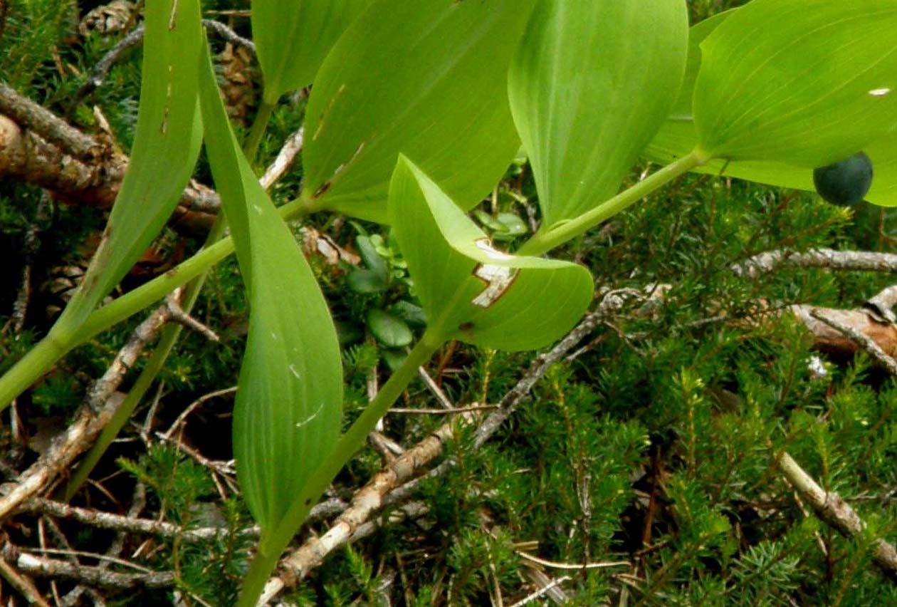 Polygonatum odoratum (Asparagaceae)