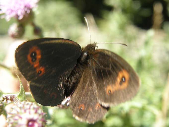 Erebia aethiops e Erebia ligea (Nymphalidae Satyrinae) e Lasiommata maera (Nymphalidae)