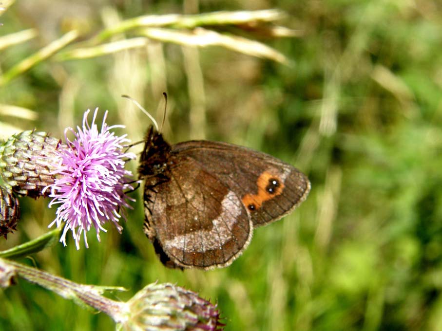 Erebia aethiops e Erebia ligea (Nymphalidae Satyrinae) e Lasiommata maera (Nymphalidae)