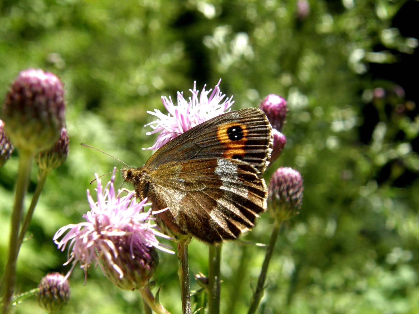 Erebia aethiops e Erebia ligea (Nymphalidae Satyrinae) e Lasiommata maera (Nymphalidae)