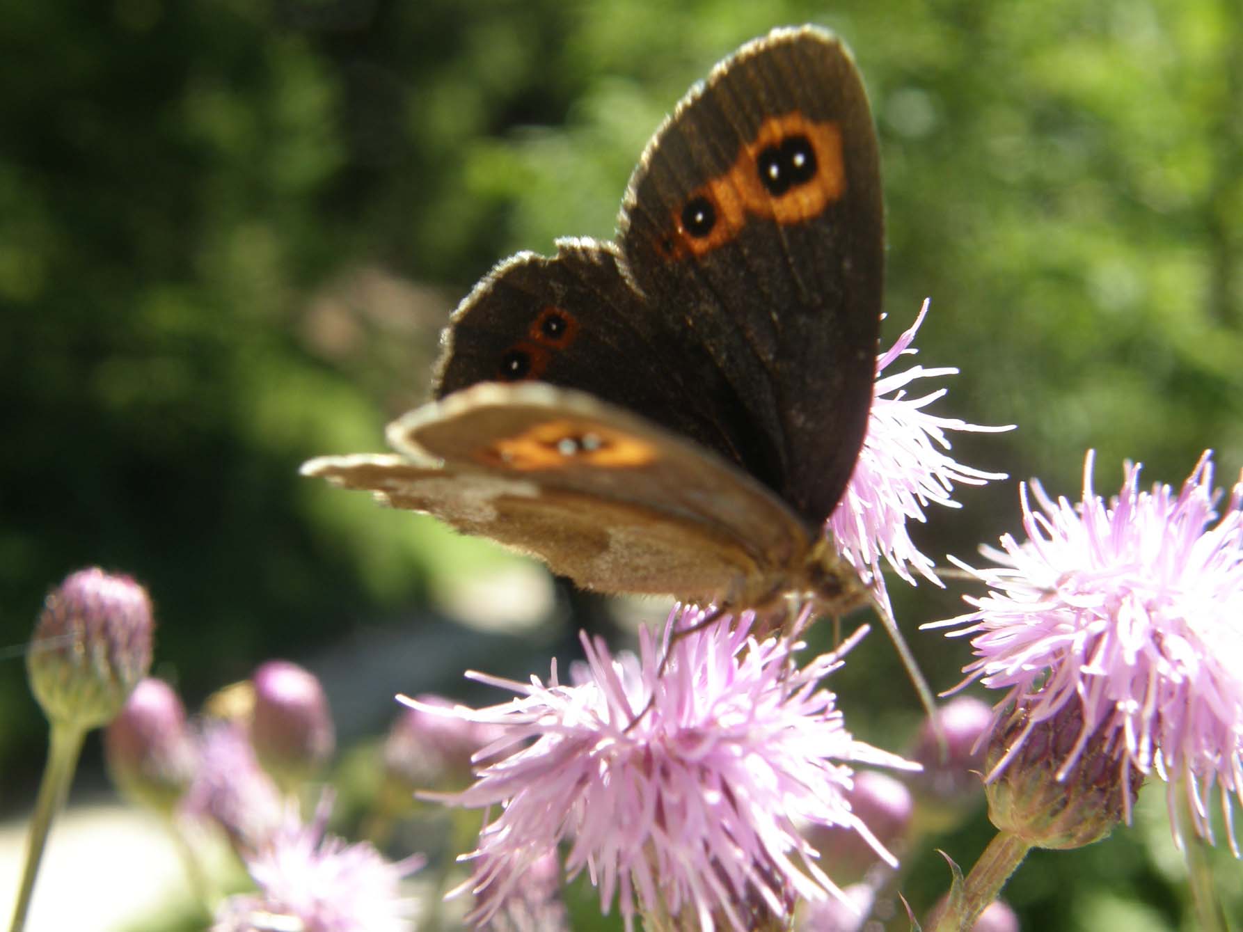 Erebia aethiops e Erebia ligea (Nymphalidae Satyrinae) e Lasiommata maera (Nymphalidae)