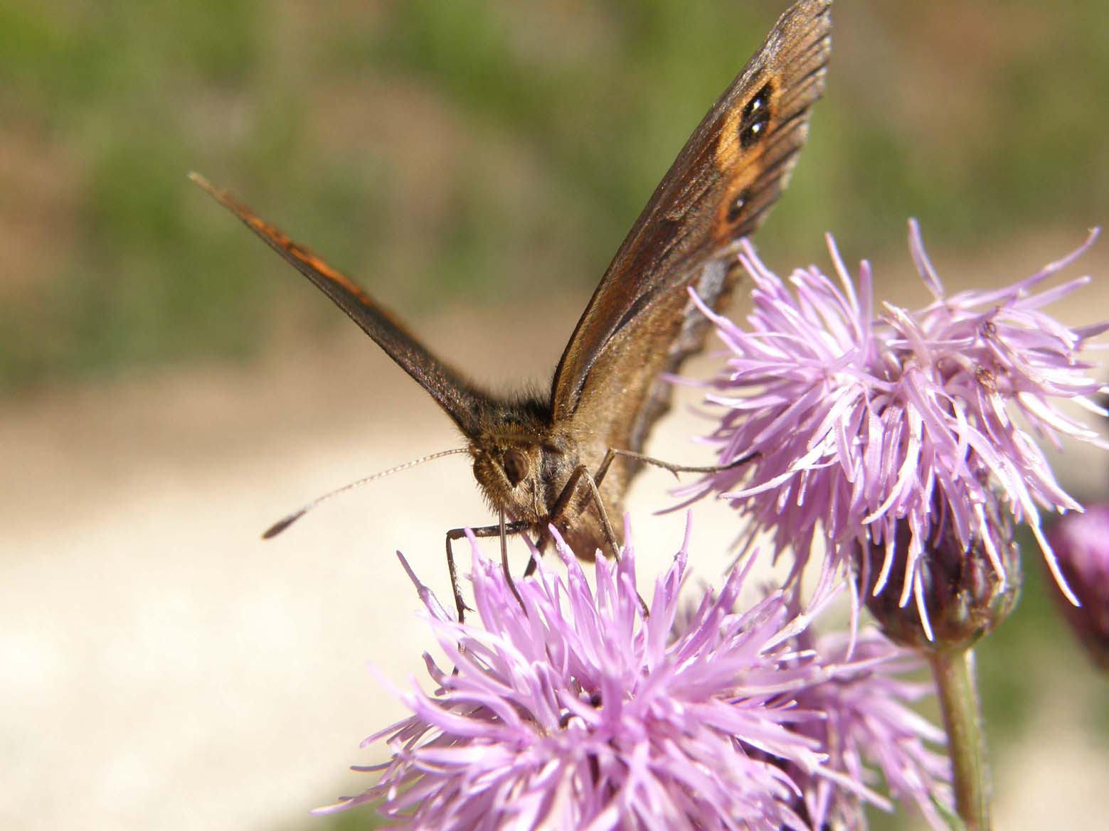 Erebia aethiops e Erebia ligea (Nymphalidae Satyrinae) e Lasiommata maera (Nymphalidae)