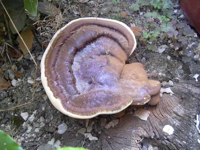 A volte ritornano... (Ganoderma resinaceum)